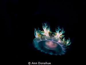 Colourful upside down Jellyfish shot in Yap during an aft... by Ann Donahue 